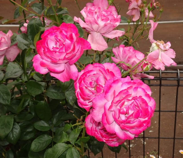 f:id:fromheartland:20250527033256j:image