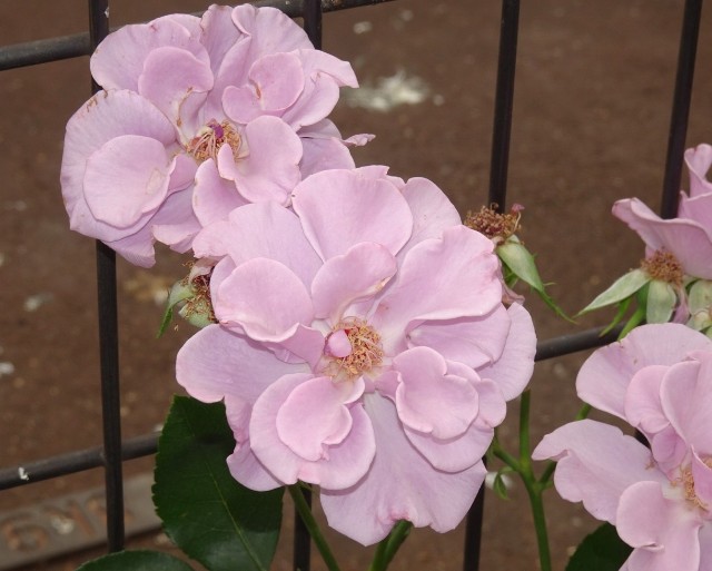 f:id:fromheartland:20250527033440j:image