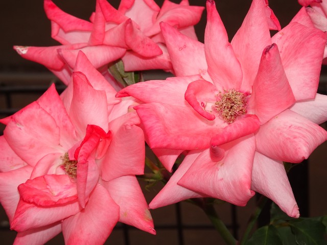 f:id:fromheartland:20250527033547j:image