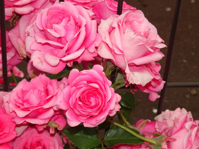 f:id:fromheartland:20250527033828j:image