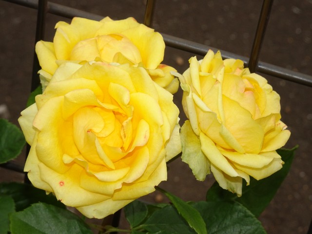 f:id:fromheartland:20250527033910j:image