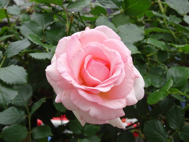f:id:fromheartland:20250527035121j:image