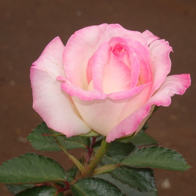 f:id:fromheartland:20250527035610j:image