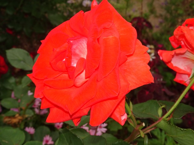 f:id:fromheartland:20250527035629j:image