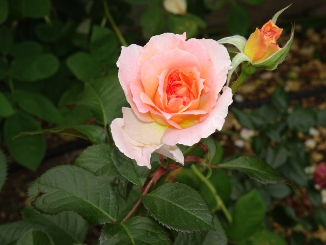 f:id:fromheartland:20250527035657j:image