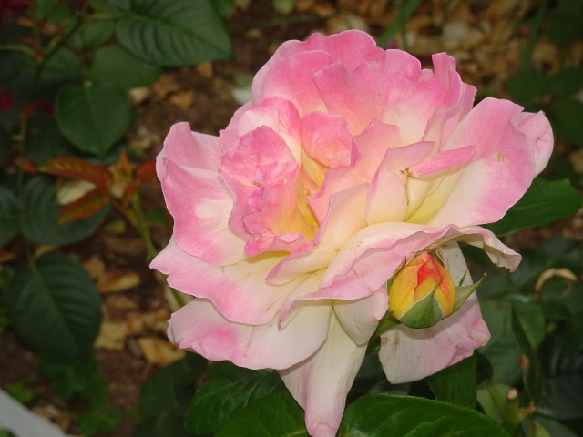 f:id:fromheartland:20250527035739j:image