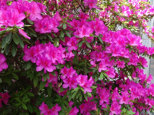 f:id:fromheartland:20250605034755j:image