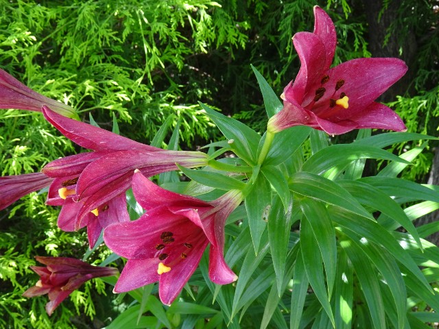 f:id:fromheartland:20250610045954j:image