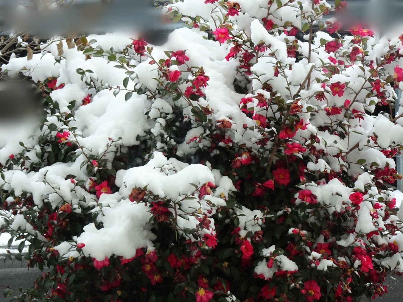 f:id:fromheartland:20260216215243j:image f:id:fromheartland:20260216215243j:image