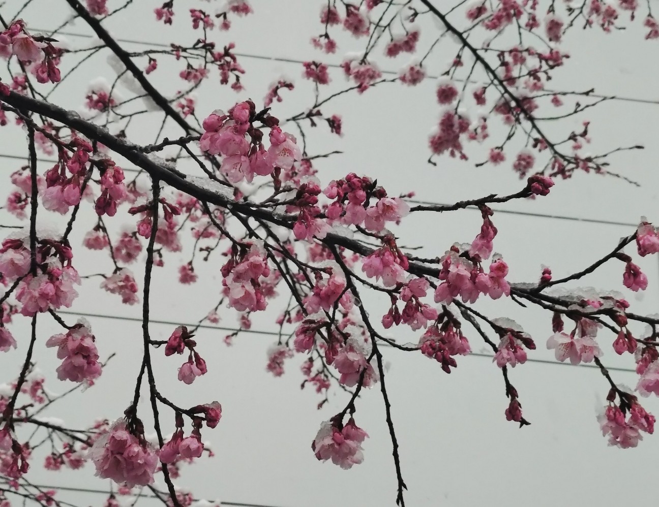 f:id:fromheartland:20260312201411j:image