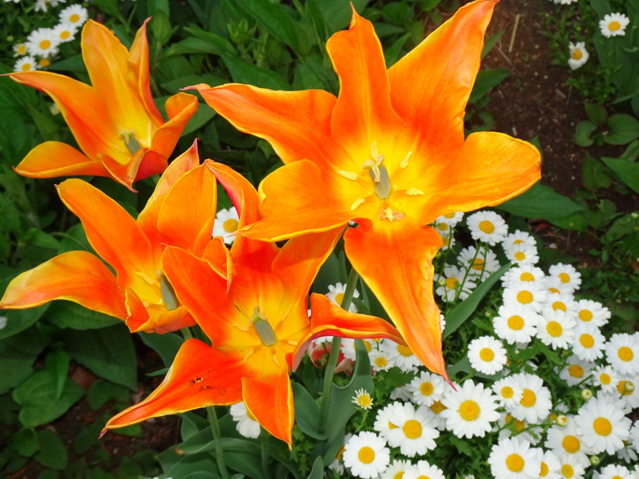 f:id:fromheartland:20260417061333j:image