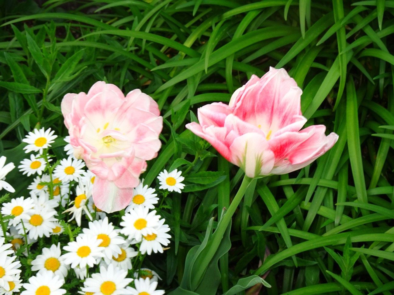 f:id:fromheartland:20260417061405j:image