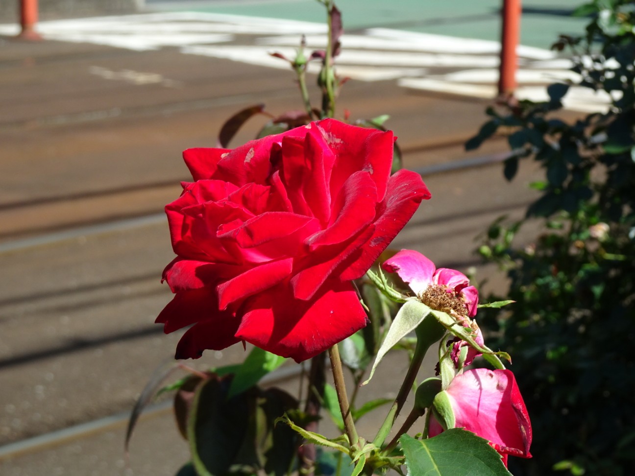 f:id:fromheartland:20260602071812j:image