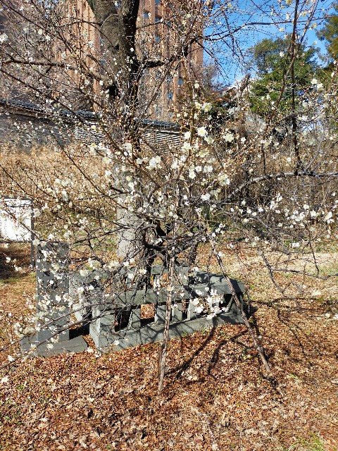 f:id:fromthecornerofthegalaxy:20240210185730j:image