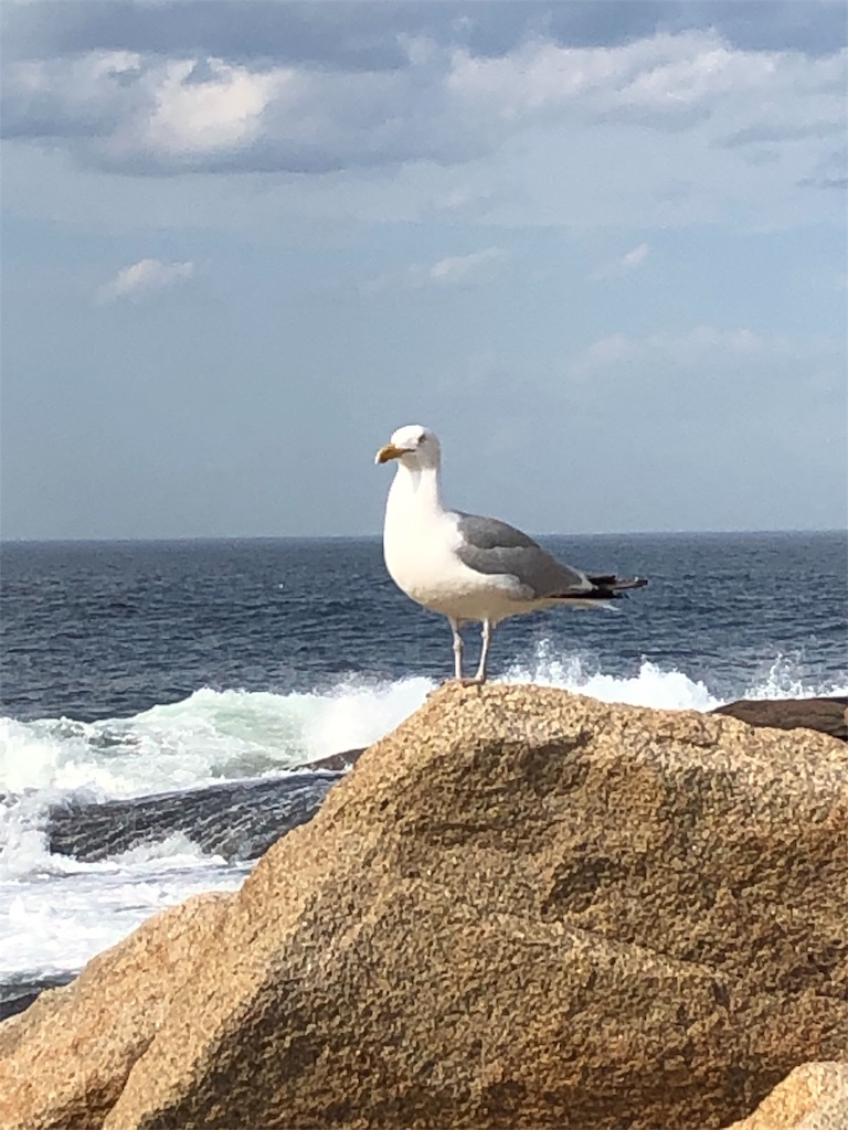 f:id:frugarlie:20190531062830j:image