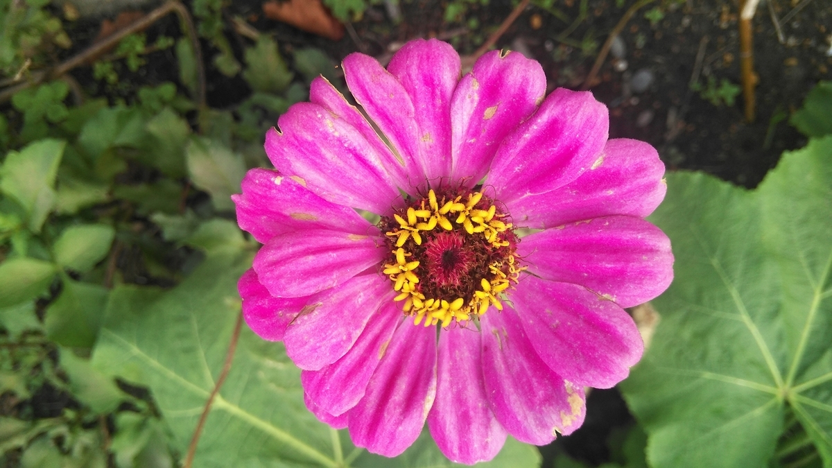 f:id:fruitmix:20191124174342j:plain
