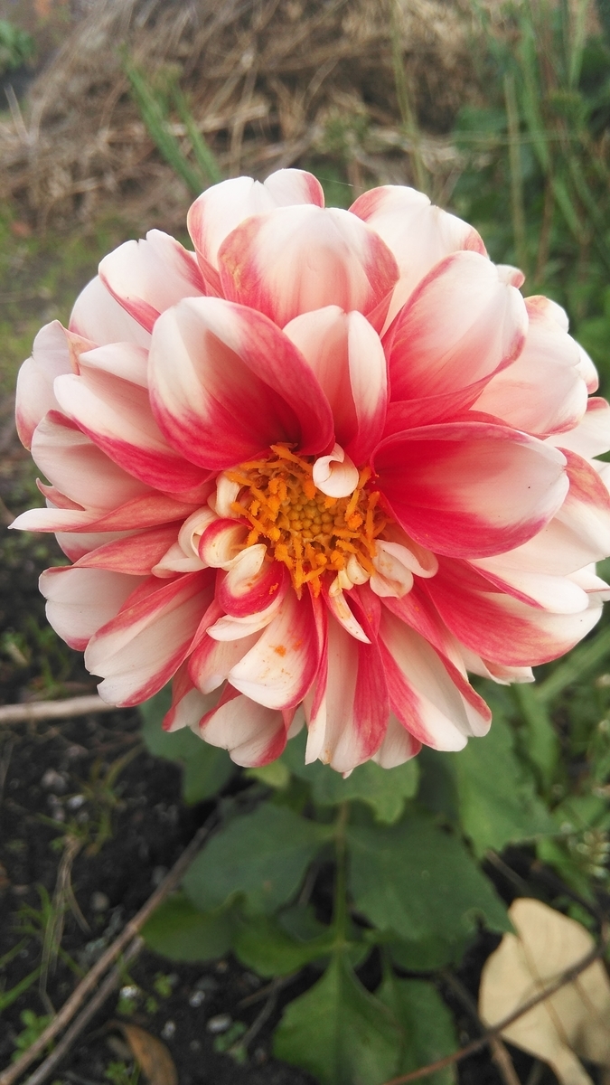 f:id:fruitmix:20191124174417j:plain
