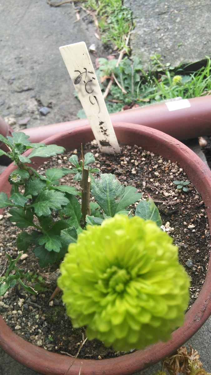 f:id:fruitmix:20191124174517j:plain
