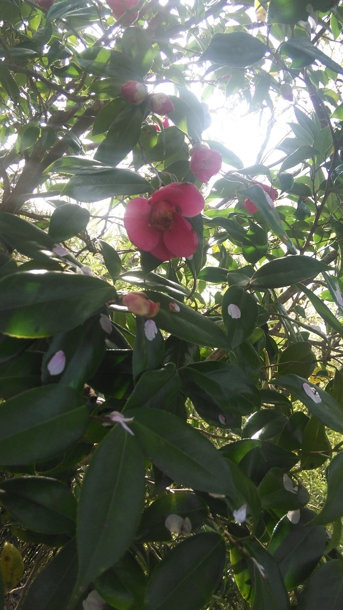 f:id:fruitmix:20200509020702j:plain