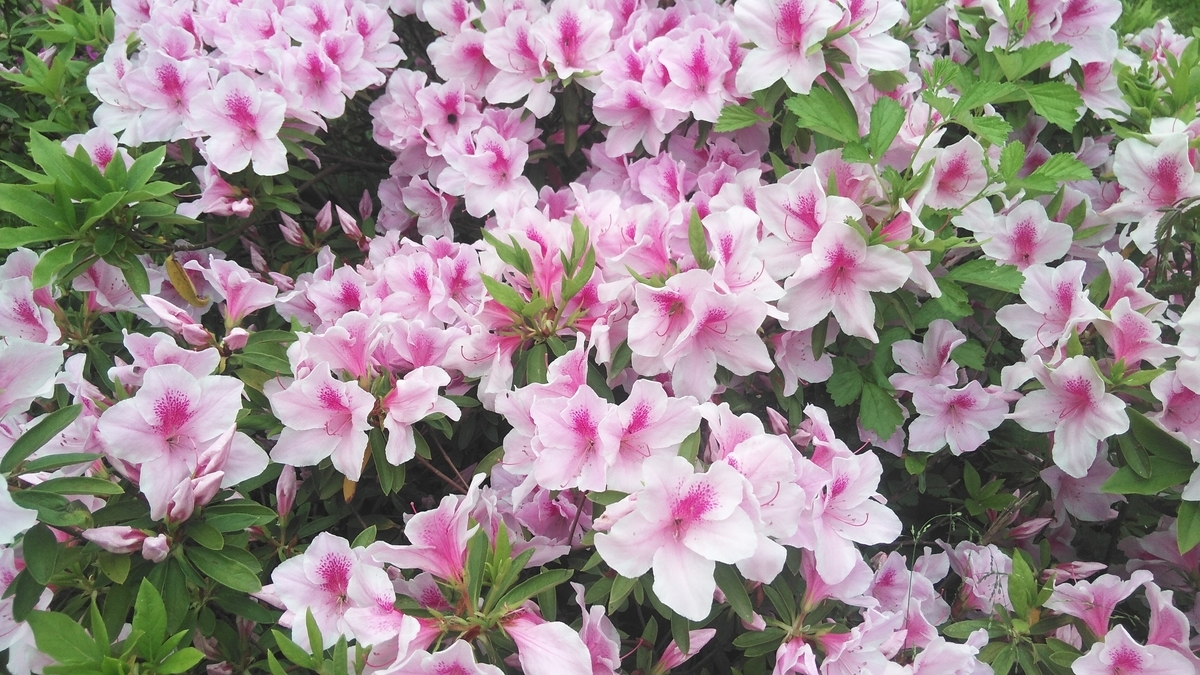 f:id:fruitmix:20200516003807j:plain