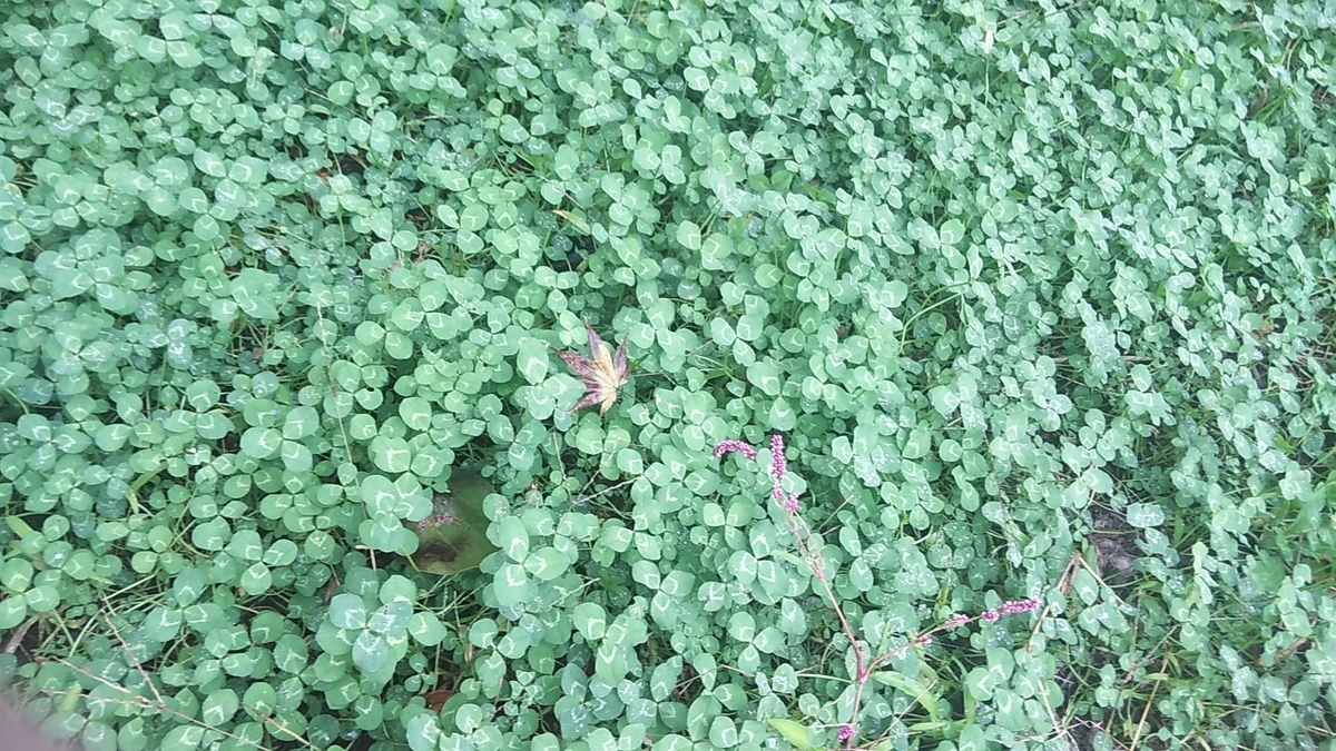 f:id:fruitmix:20201024013333j:plain