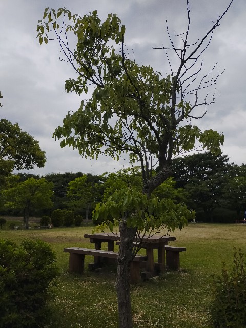 f:id:fruitmix:20220608005859j:image