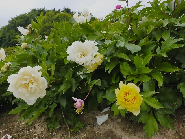 f:id:fruitmix:20220608011837j:image