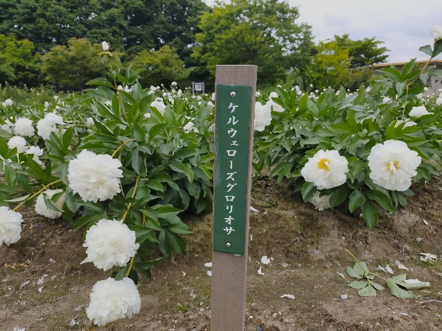 f:id:fruitmix:20220608011920j:image