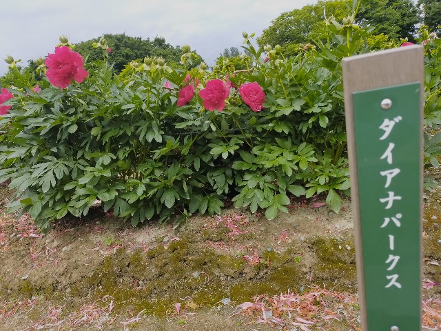 f:id:fruitmix:20220608012159j:image