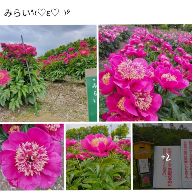 f:id:fruitmix:20220608012420j:image
