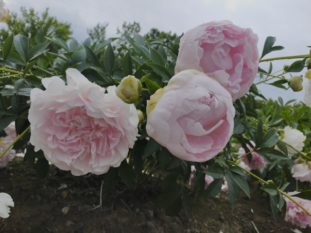 f:id:fruitmix:20220608012548j:image