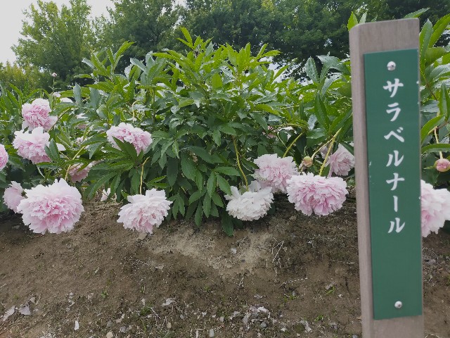 f:id:fruitmix:20220608012620j:image