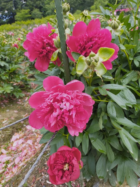 f:id:fruitmix:20220608012739j:image