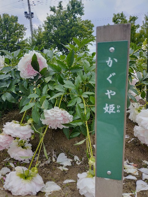 f:id:fruitmix:20220608012904j:image