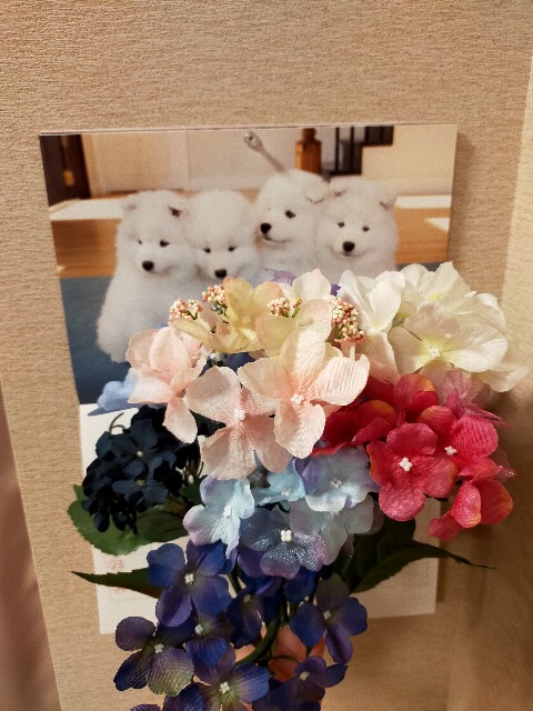 f:id:fruitmix:20240602004915j:image