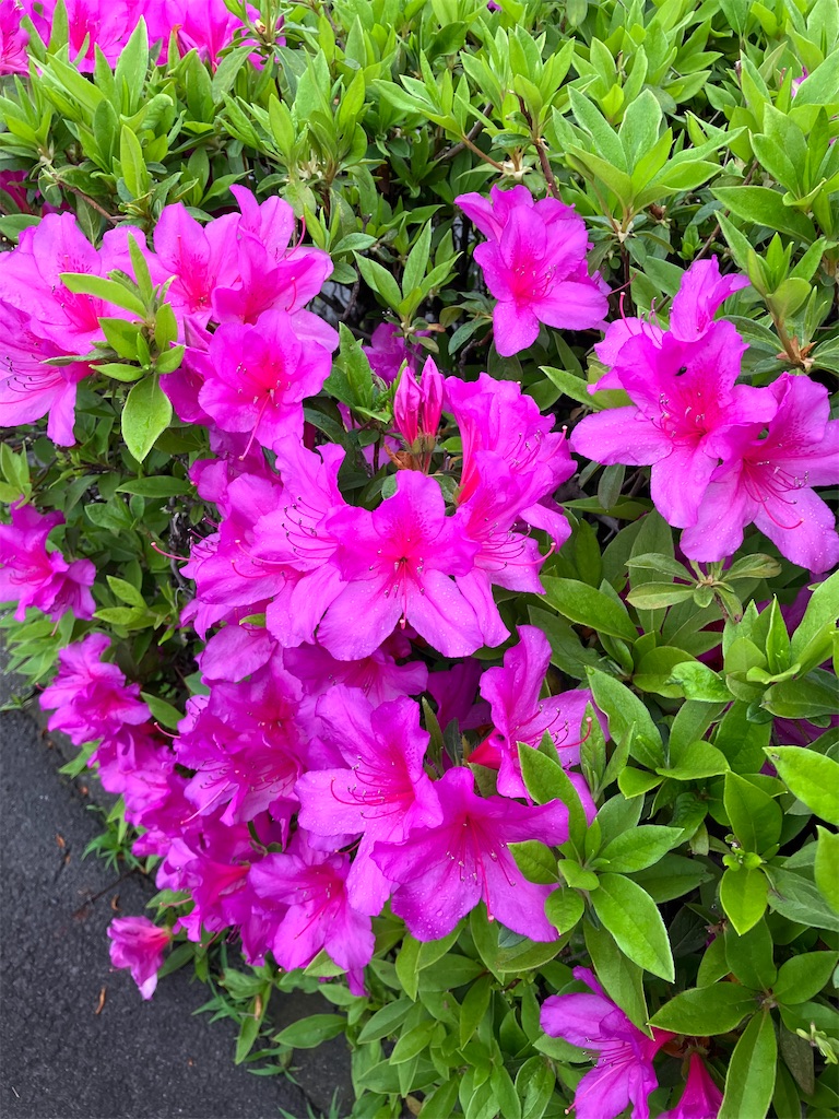 f:id:frying_pan:20250425084838j:image