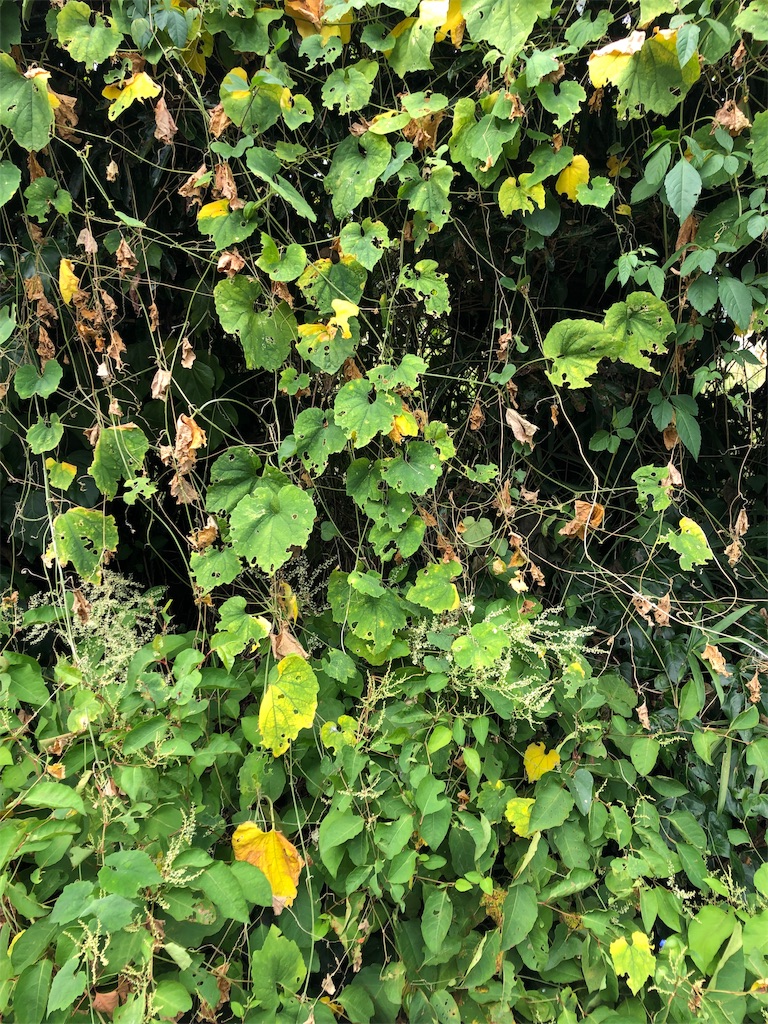 f:id:fs10035:20191002231809j:image f:id:fs10035:20191002231809j:image
