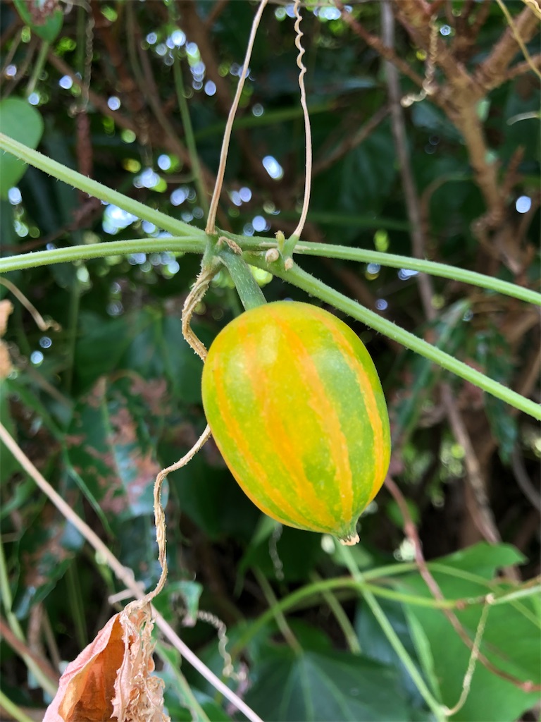f:id:fs10035:20191002231813j:image f:id:fs10035:20191002231813j:image