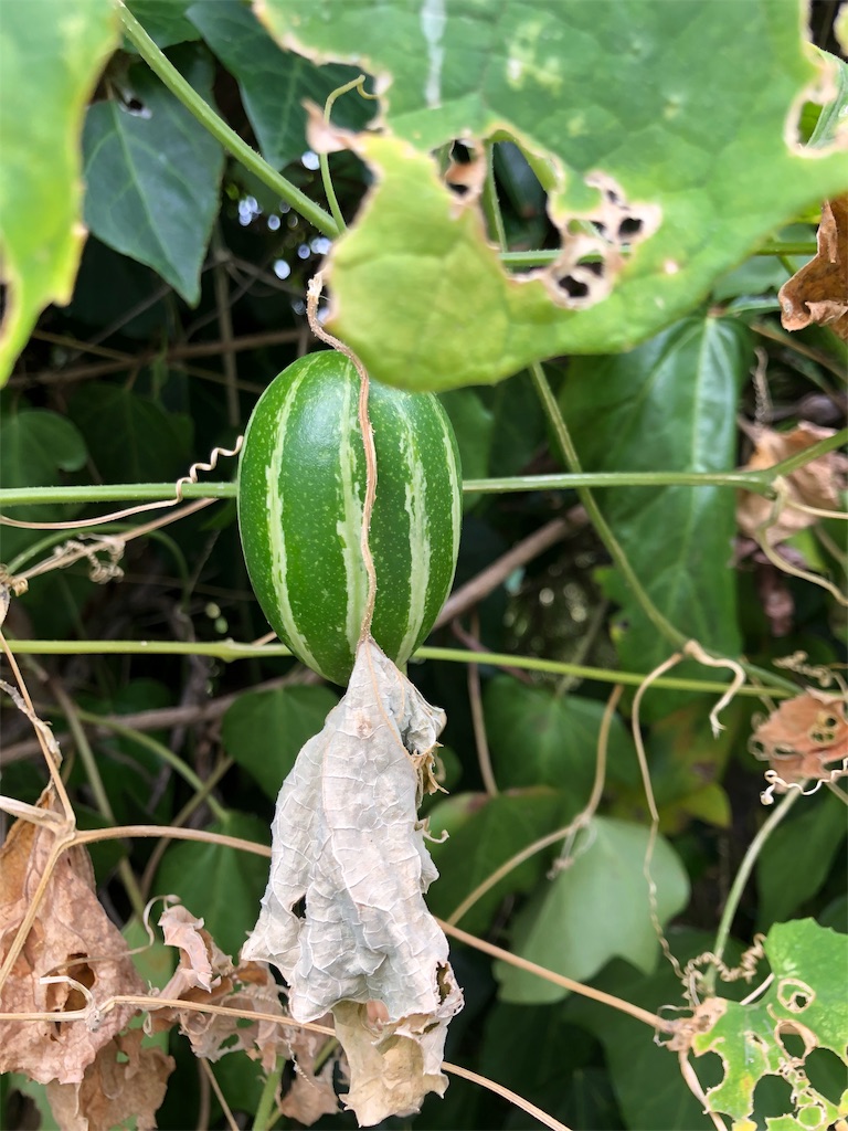 f:id:fs10035:20191002231817j:image f:id:fs10035:20191002231817j:image