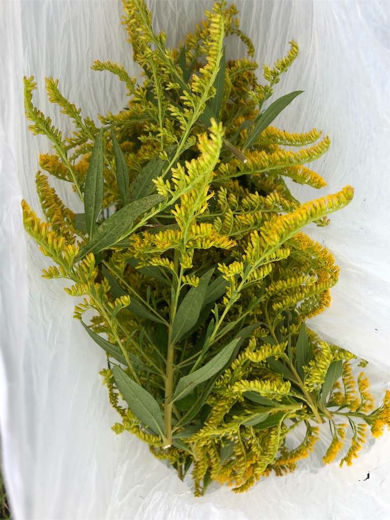 f:id:fs10035:20191011225031j:image f:id:fs10035:20191011225031j:image