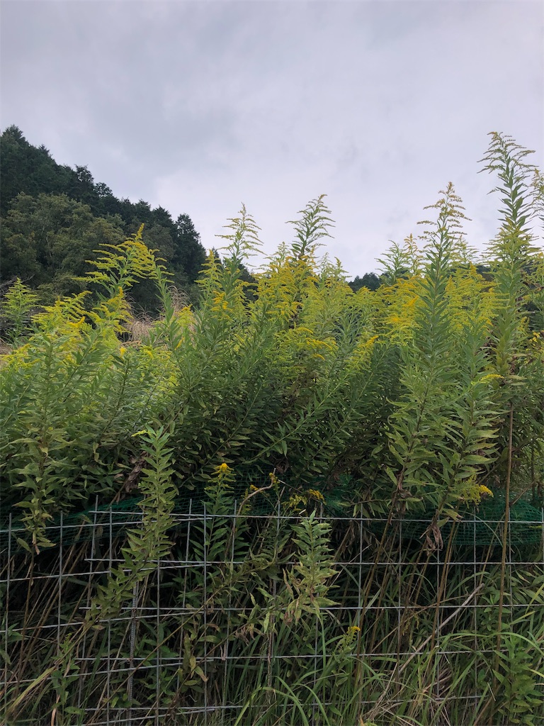 f:id:fs10035:20191011225036j:image f:id:fs10035:20191011225036j:image