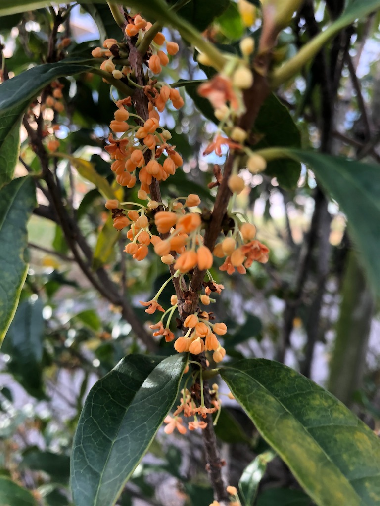 f:id:fs10035:20191023194939j:image f:id:fs10035:20191023194939j:image