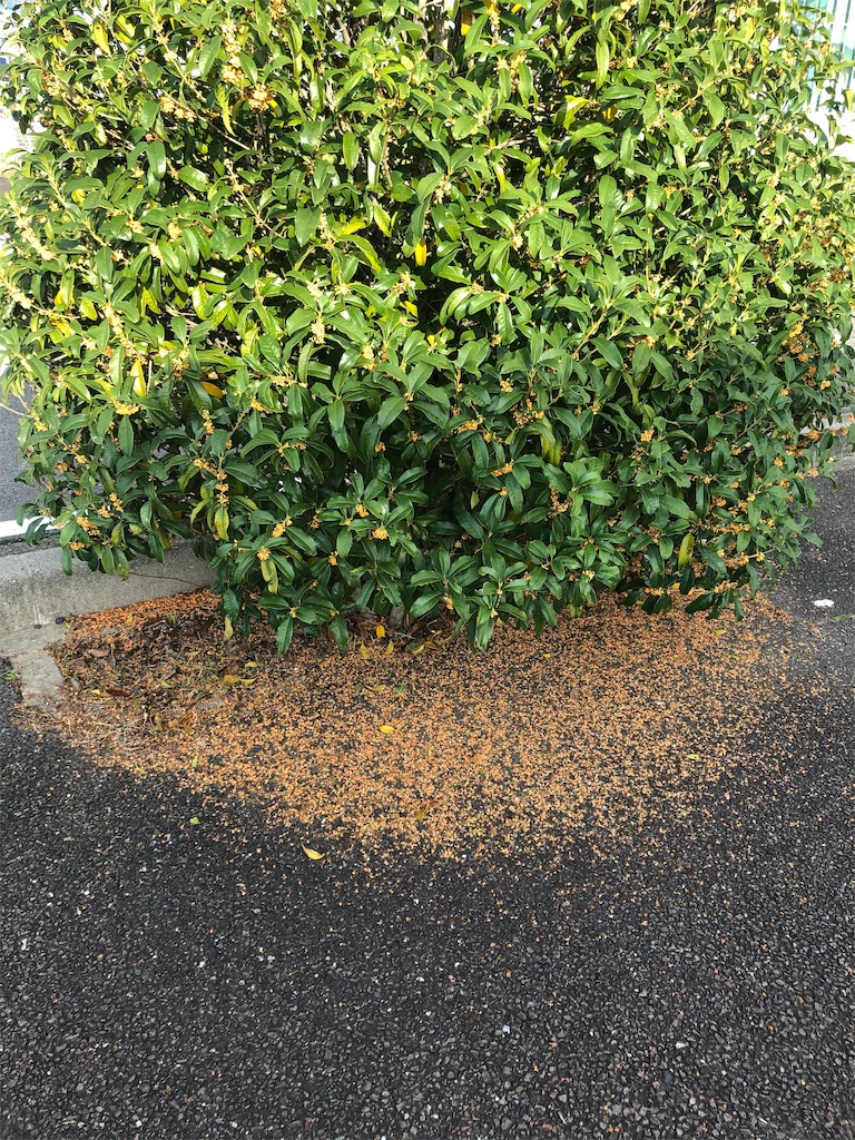 f:id:fs10035:20191023195003j:image f:id:fs10035:20191023195003j:image