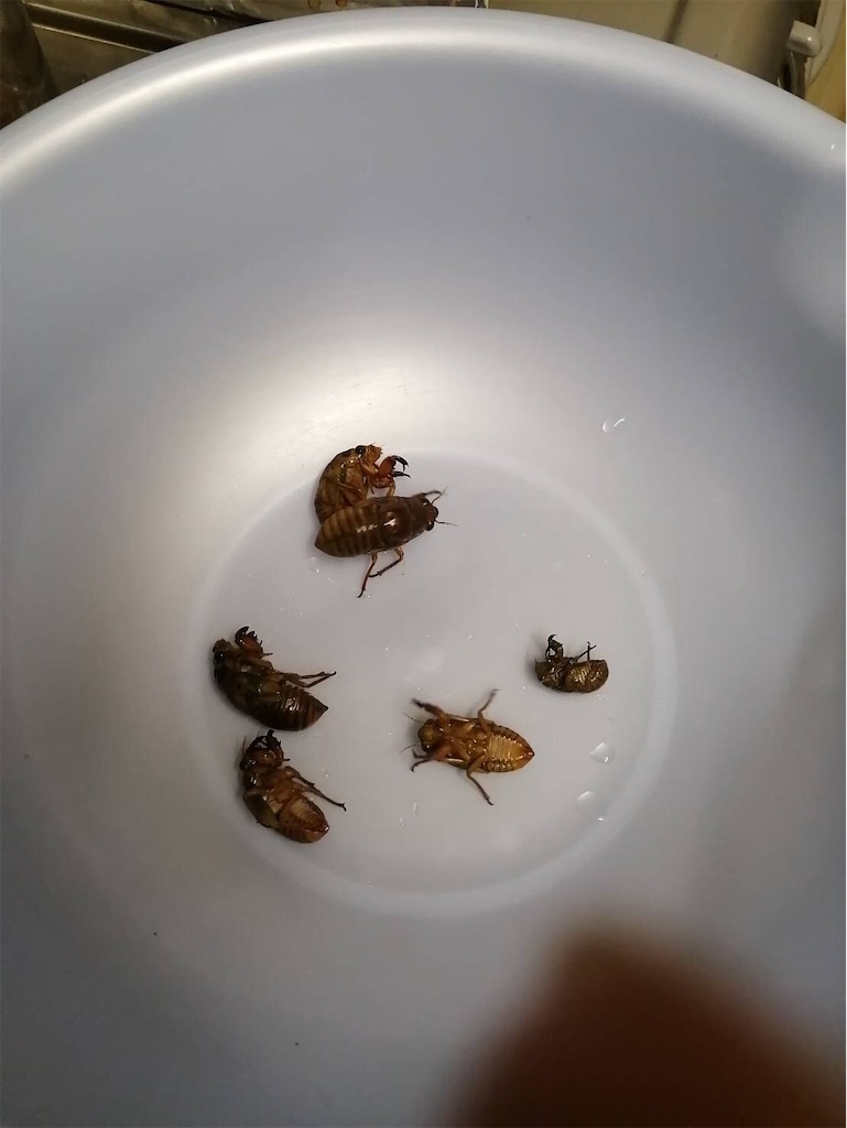 f:id:fs10035:20210808194537j:image f:id:fs10035:20210808194537j:image