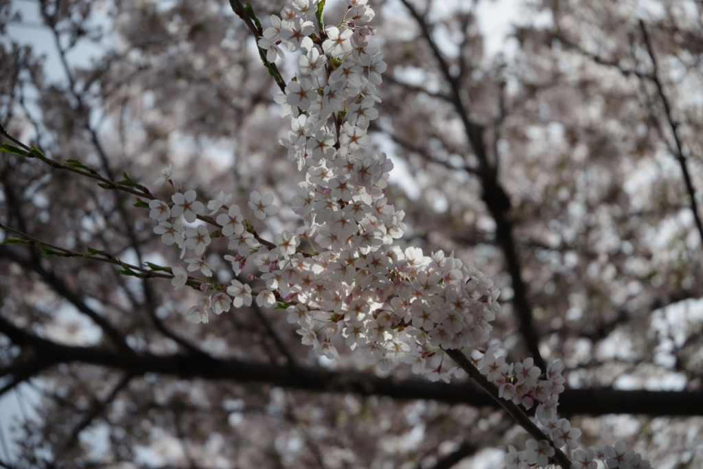 f:id:fsc2a:20180617201305j:plain