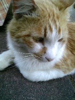 f:id:fslasht:20070512234104j:image