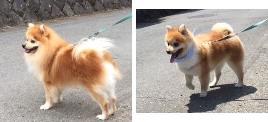 f:id:fsroom:20170607164238p:plain