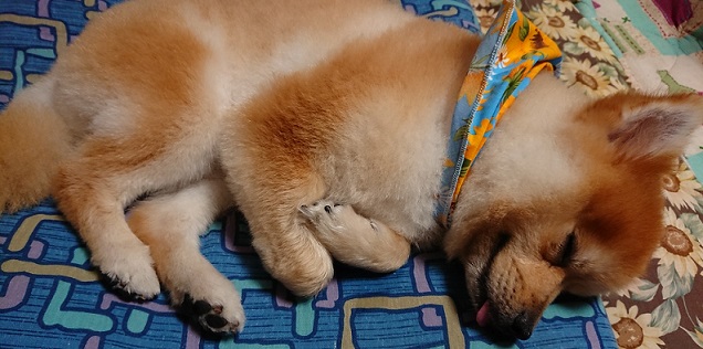 f:id:fsroom:20180802183333j:plain