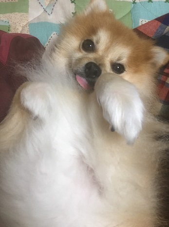 f:id:fsroom:20181207200608j:plain