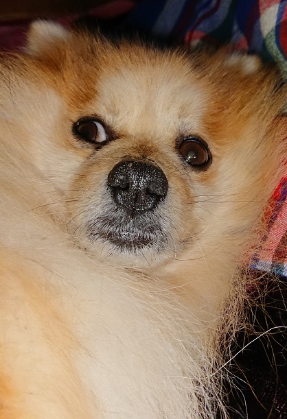 f:id:fsroom:20190526192902j:plain f:id:fsroom:20190526192902j:plain